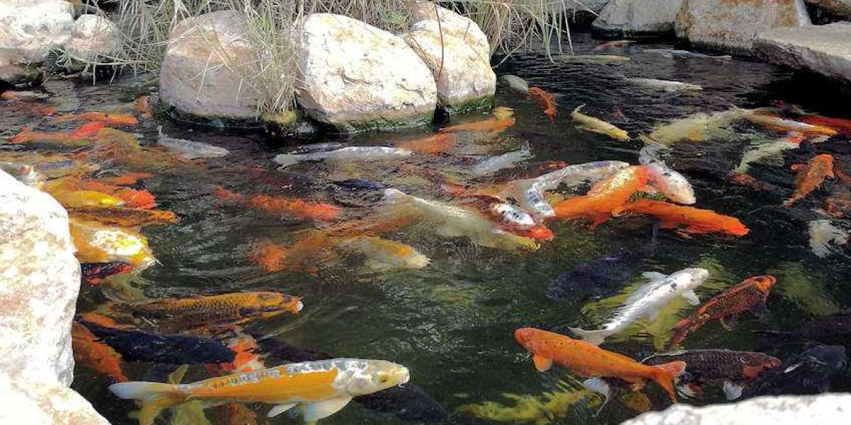 The Importance of Choosing High-Quality Koi Food( Koifutter)