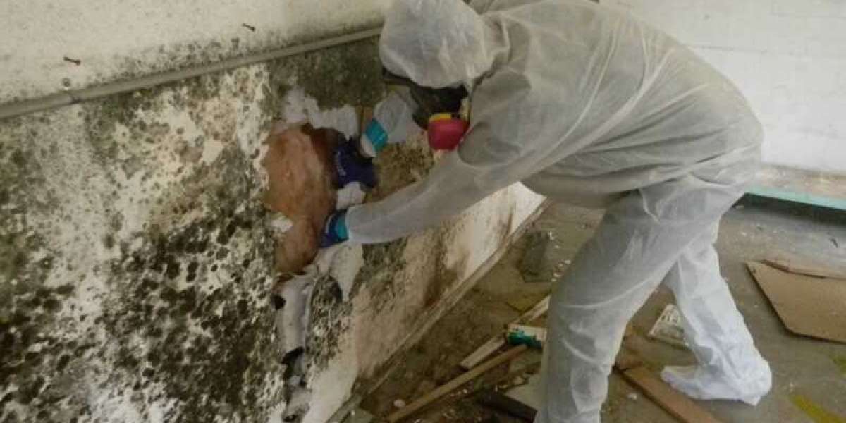 LOOKING AT THE HISTORY BEHIND: MOLD REMOVAL IN DORAL, FL