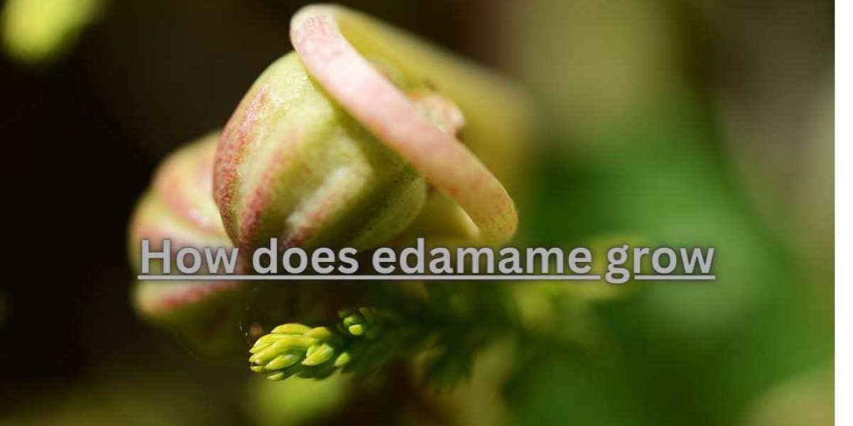 How do edamame grow, and what are the key stages in their growth process