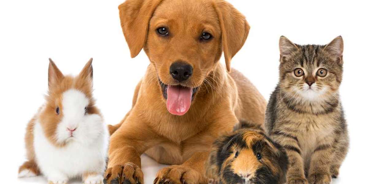 Pet Insurance Market 2023 | Industry Growth and Forecast 2028