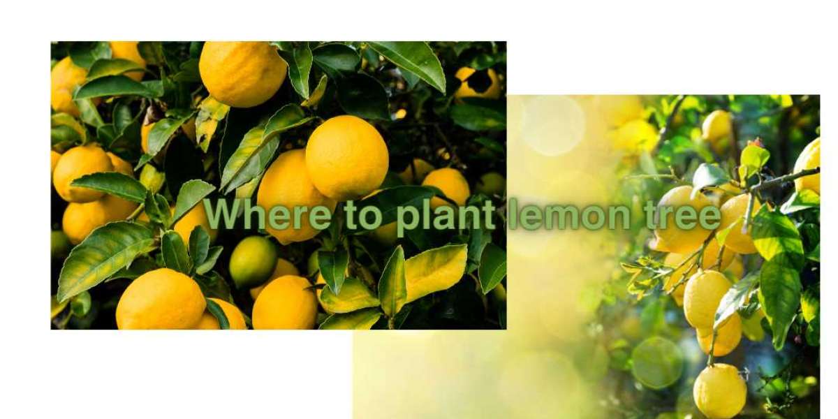 What are the key factors to consider when deciding where to plant a lemon tree in your garden