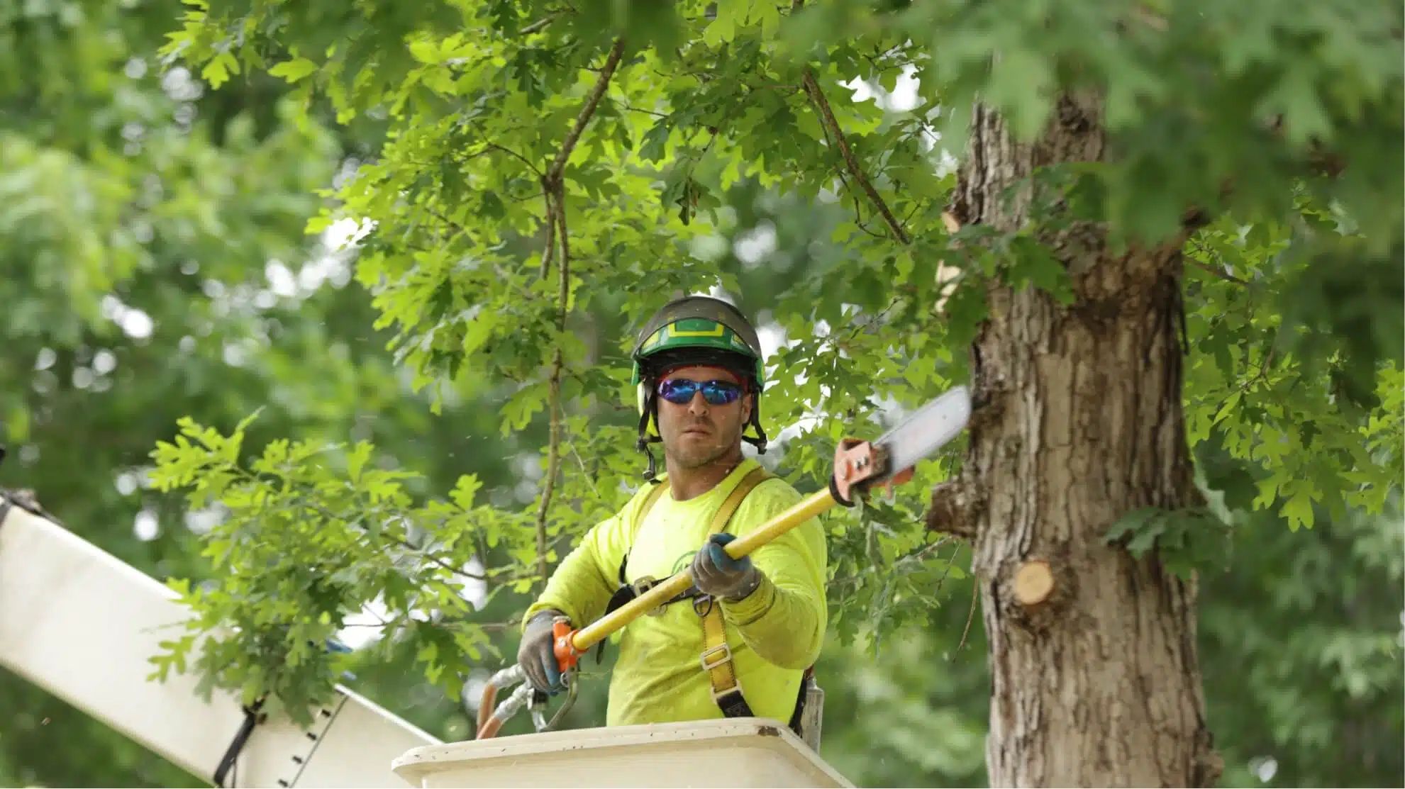Dismiss All the Perplexities Between Tree Trimming and Pruning