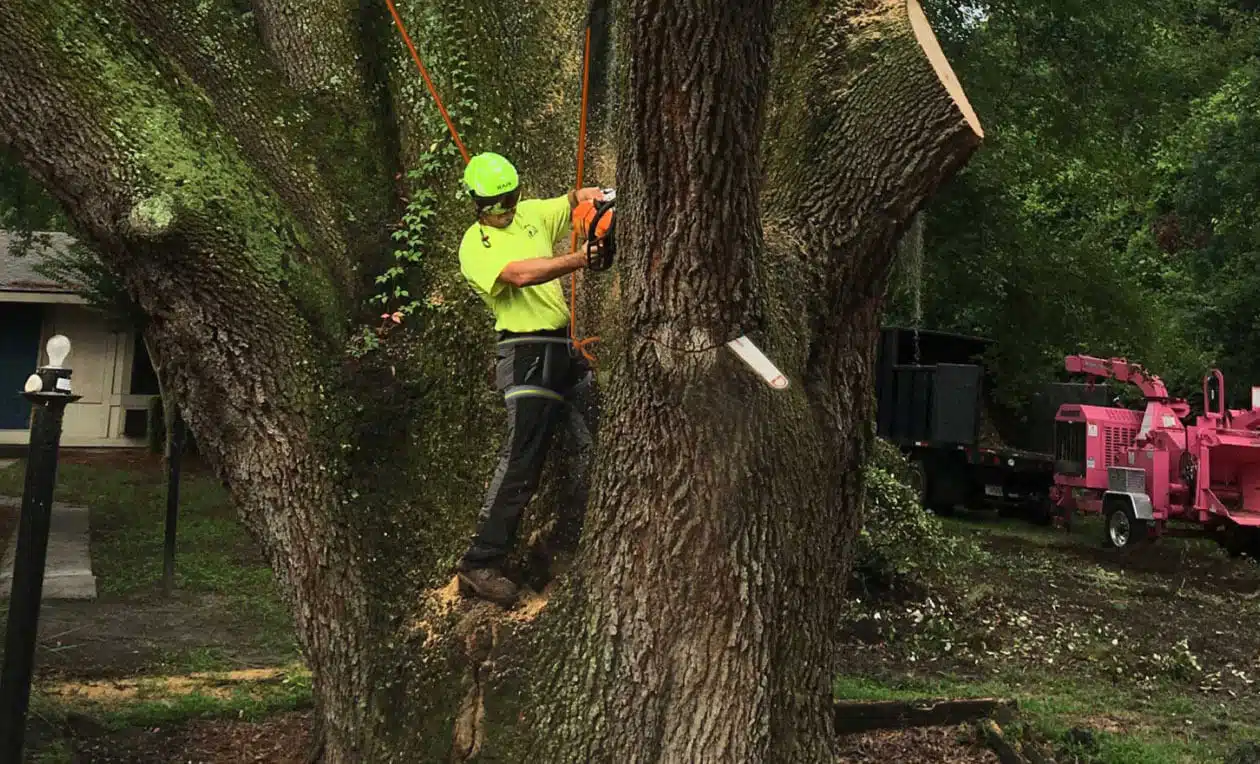 Residential Vs. Commercial Tree Services: AKA Tree Service's Versatility