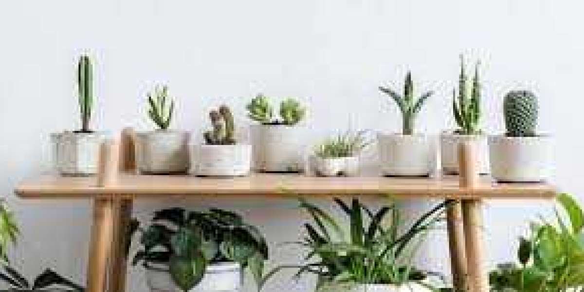 Guide to Caring for Indoor Plants