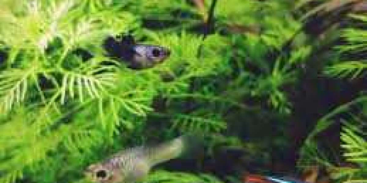What are the essential factors to consider when selecting fish for my aquarium
