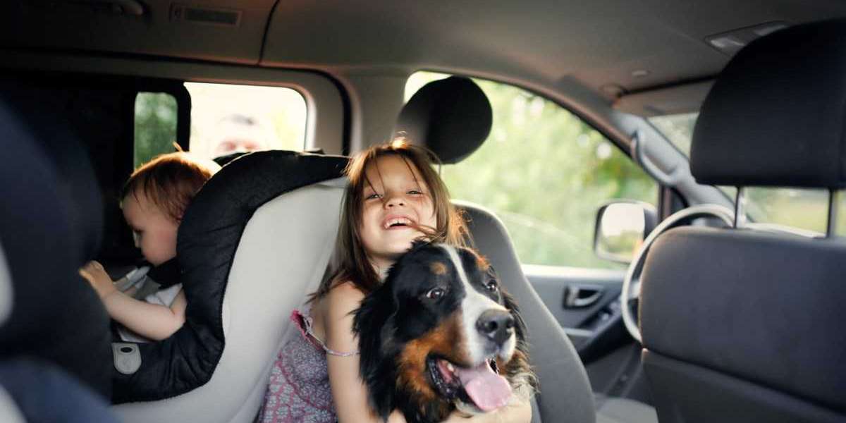 Navigating Challenges: Moving Pets from One Place to Another