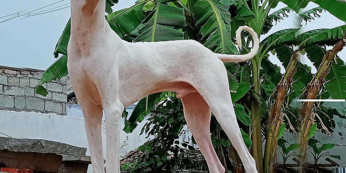 Exploring the Charm of Rajapalayam Puppies for Sale in Chennai