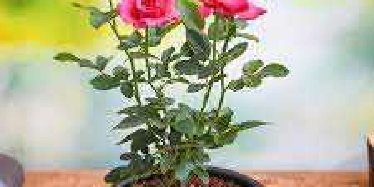 Rose Plants: A Tapestry of Beauty in the Garden