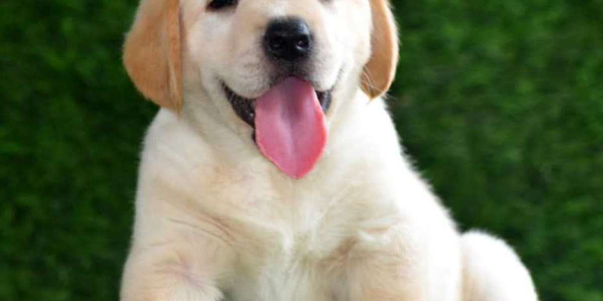 Exploring the Charm of Labrador Retriever Puppies for Sale in Chennai
