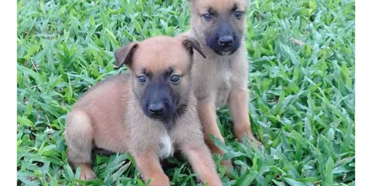 Exploring Belgian Malinois Puppies for Sale in Chennai: A Guide to Choosing Your Furry Companion