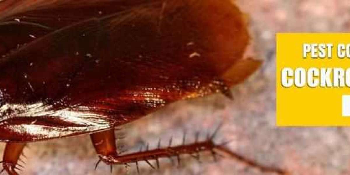 Understanding Cockroach Behavior: A Key Factor in Successful Pest Control in Sydney