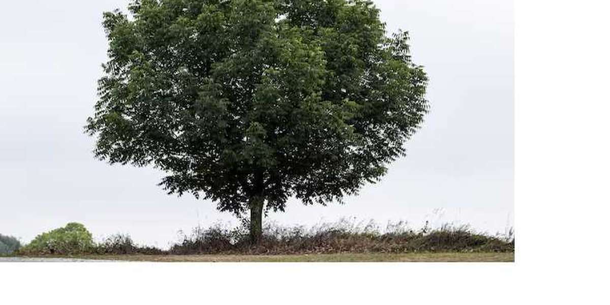 Maintaining Ecosystem Balance: Addressing Tree Overcrowding