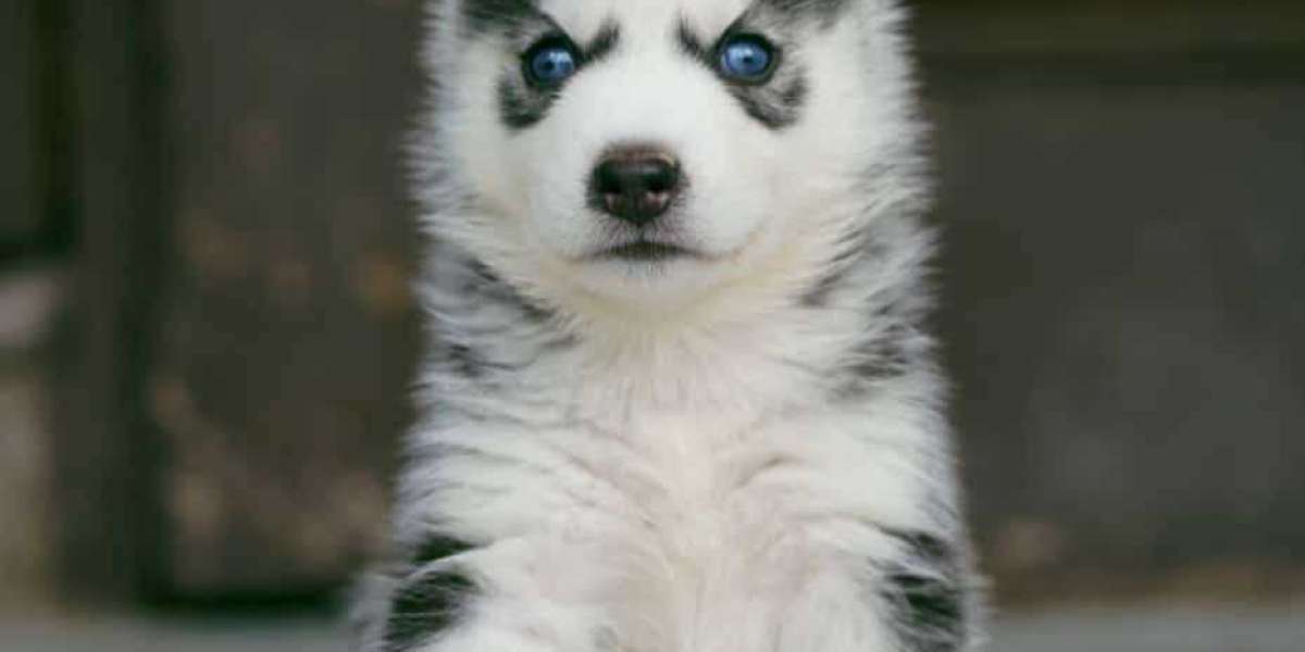 Exploring Siberian Husky Puppies for Sale in Ahmedabad: A Comprehensive Guide