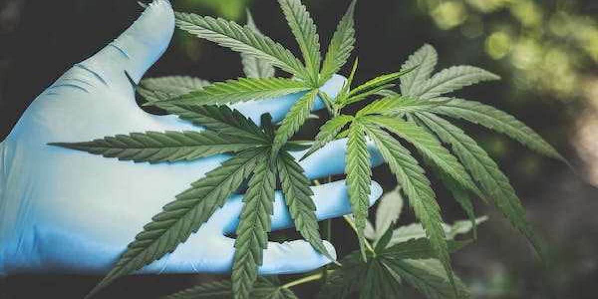 Nature's Harvest: Explore Cannabis at Hills Haven