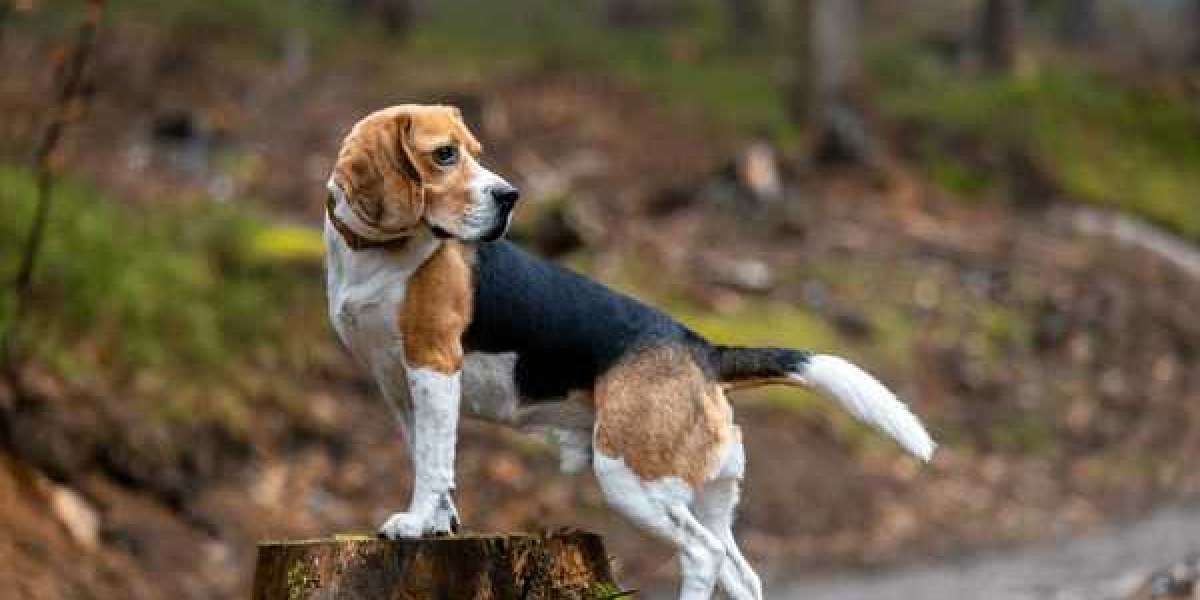 Exploring the Charm of Beagle Puppies for Sale in Delhi at Best Prices