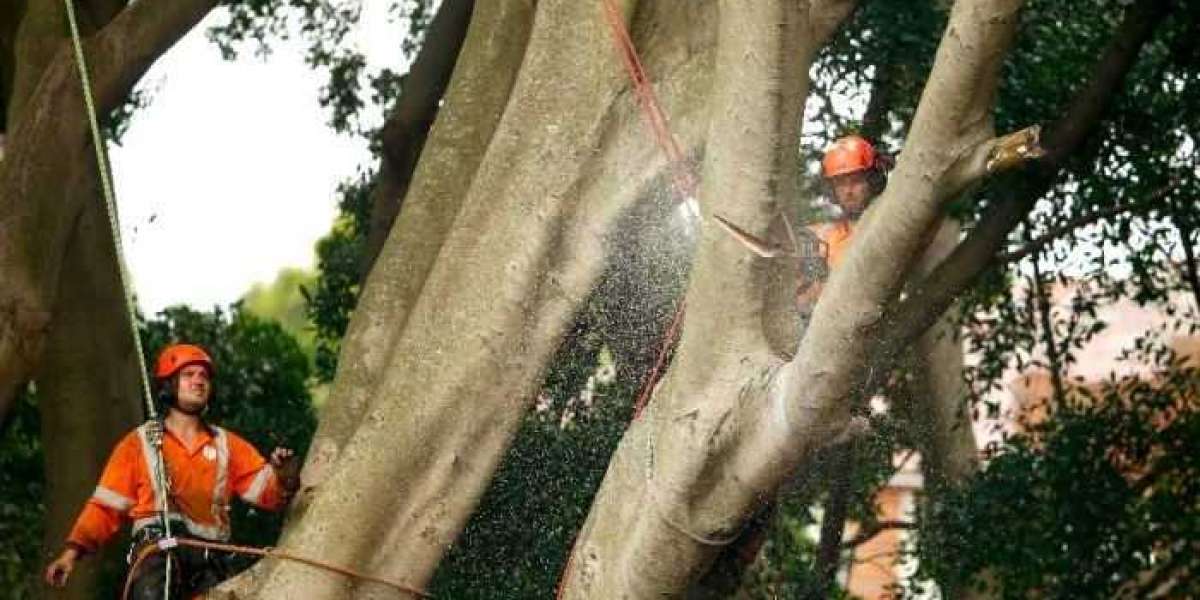 Harmony in Nature: Unveiling the Therapeutic Benefits of Tree Shaping Services in Seven Hills
