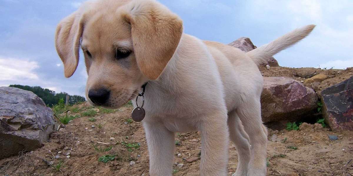 Finding Joy in Delhi: Labrador Retriever Puppies for Sale at the Best Prices