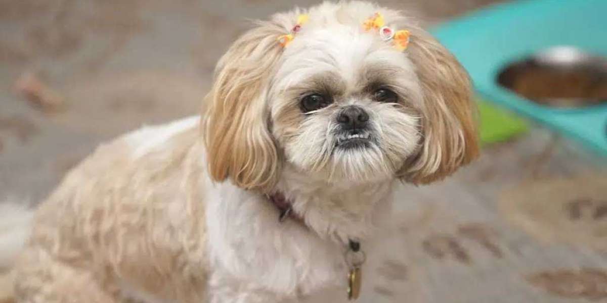 Finding Your Furry Friend: Shih Tzu Puppies for Sale in Delhi at Best Prices