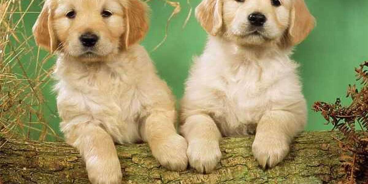 Discover the Joy of Bringing Home a Golden Retriever: Puppies for Sale in Delhi at Unbeatable Price