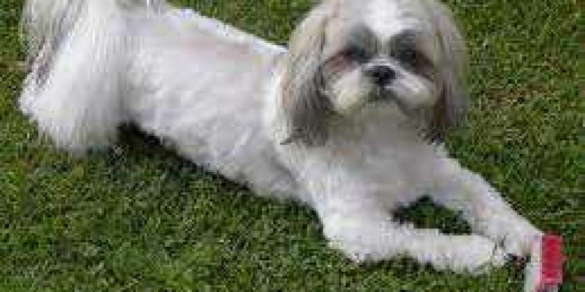 Finding Your Furry Friend: Lhasa Apso Puppies For Sale In Ahmedabad