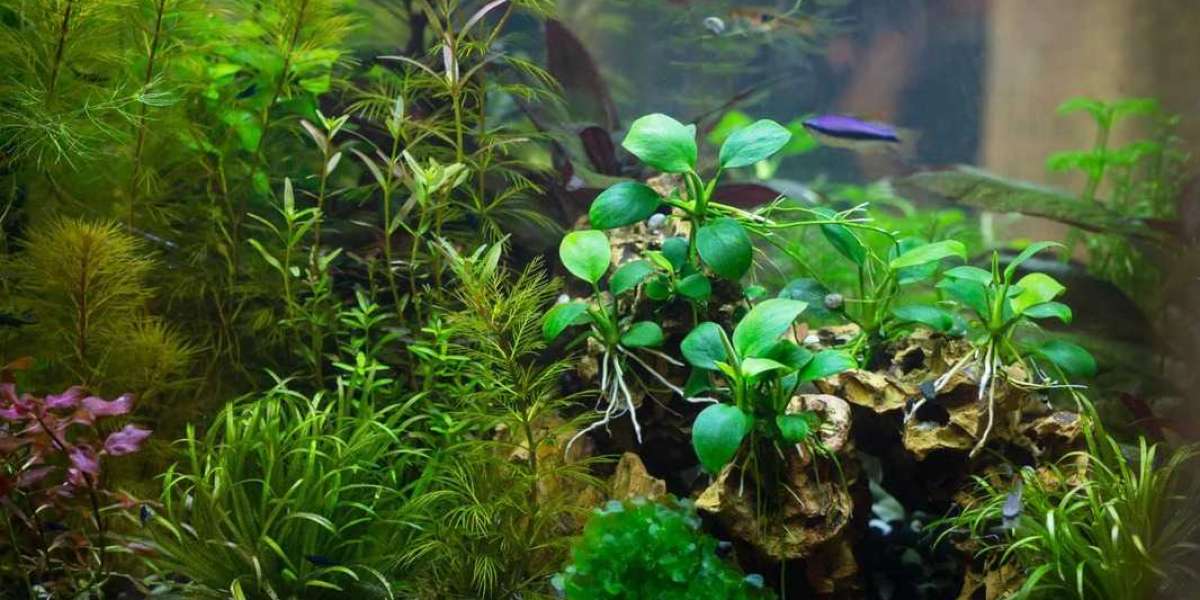 Dive into Aquascaping: Elevate Your Aquarium with Artistic Flair and Natural Beauty