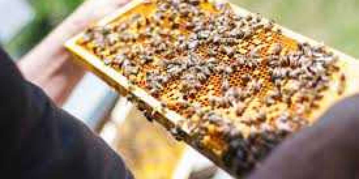 Beekeeping Supplies in Texas: Nurturing Hives, Sustaining Buzz