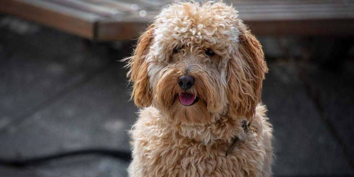 Finding Reputable Labradoodle Breeders in California: A Comprehensive Guide