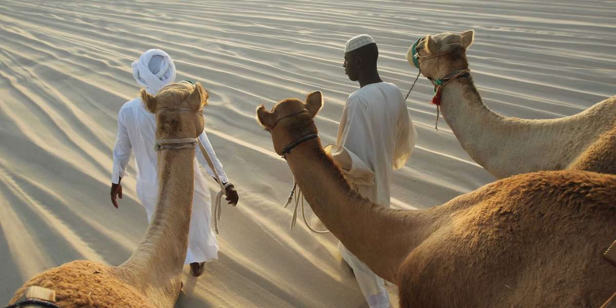 The Thrills and Tradition of Camel Racing in Qatar: A Cultural Heritage