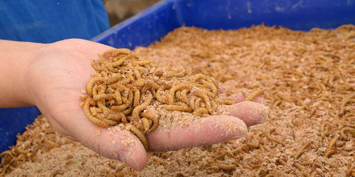 Animal Feed Yeast Market Growing Demand and Huge Future Opportunities by 2033