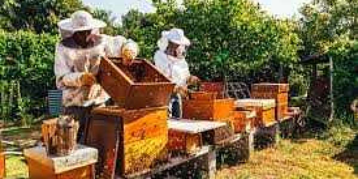 Buzzing Business: Honey Bees for Sale in Texas