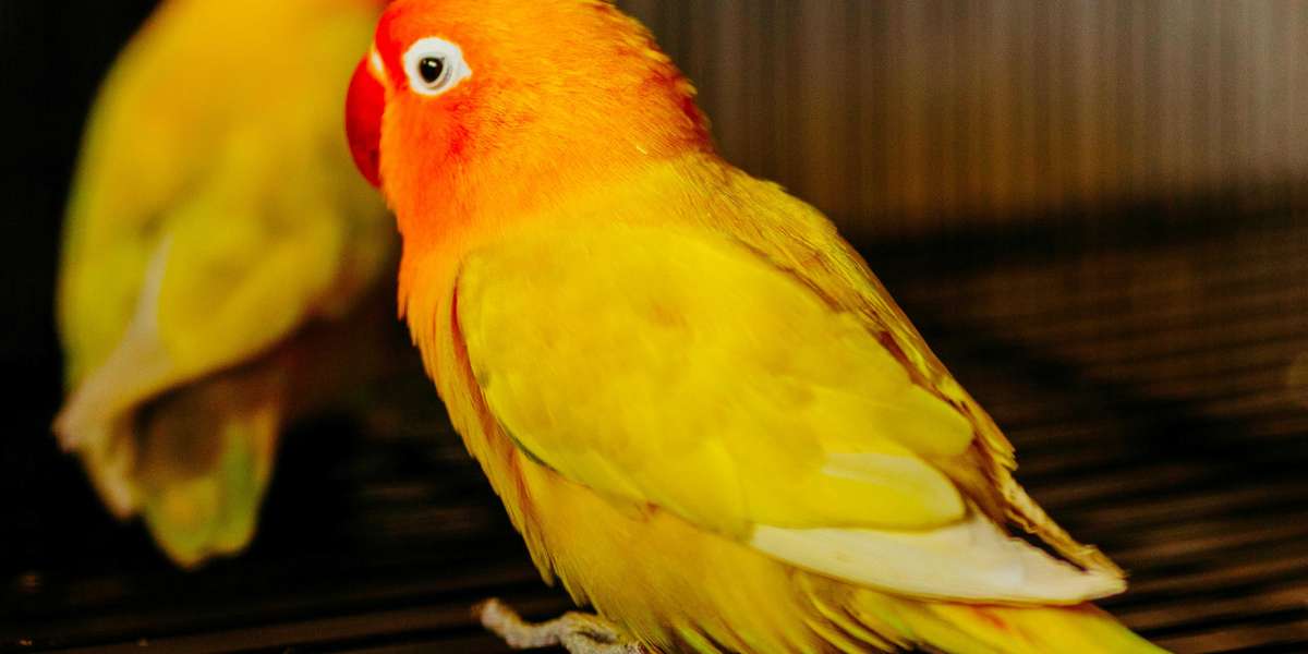 Exploring the Cost and Considerations of Owning Lovebirds as Pets