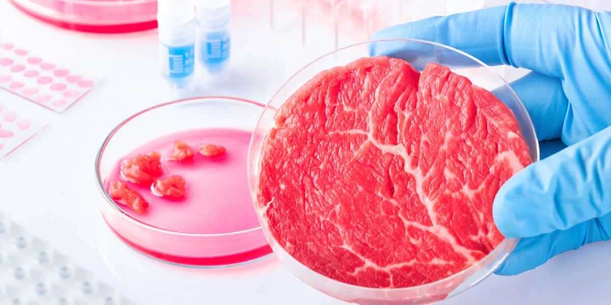Stem Cell Artificial Meat Market Growing Demand and Huge Future Opportunities by 2033