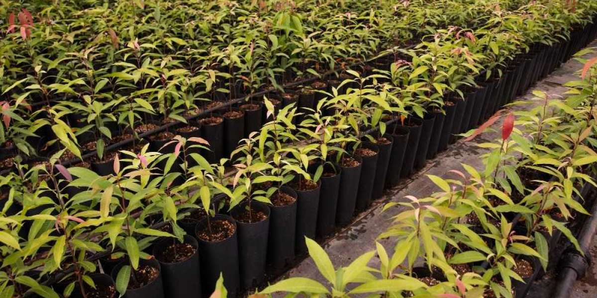 Cassava Planter Market Review Recent Trends