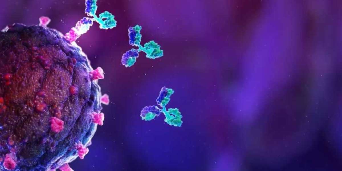 Beyond Monoclonal: Bispecific Antibodies Emerge as the Future of Custom Antibody Market