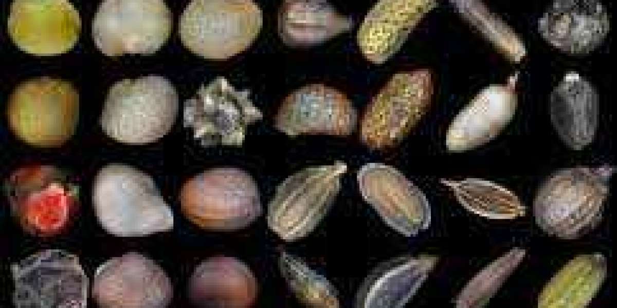 Seed Market Worth $111.03 Million By 2030