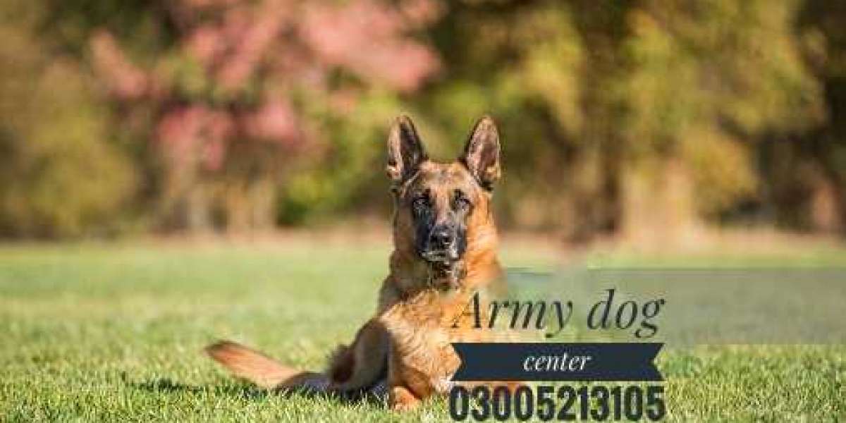 Unveiling the icons of the Army Dog Center