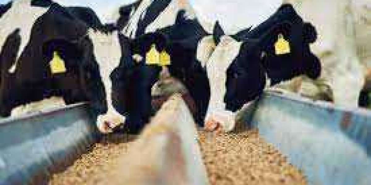 " Animal Feed Market Predictive Analysis of theSize, Share, and Forecast (2024-2030)"