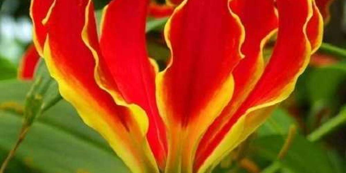 Gloriosa Superba Market is Expected to Gain Popularity Across the Globe by 2033