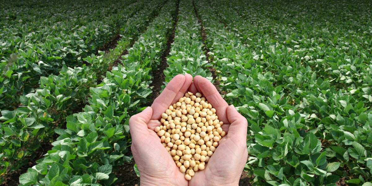 Navigating The Fields: A Comprehensive Manual To US Soybean Production