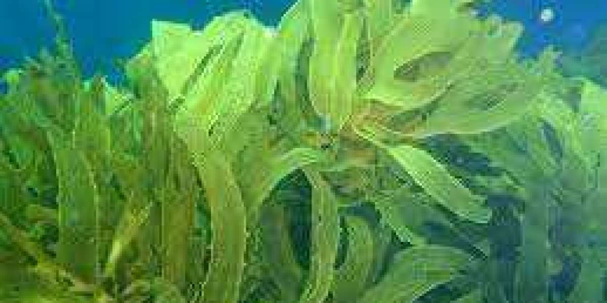 Commercial Seaweed Market Worth $10.65 Billion By 2030