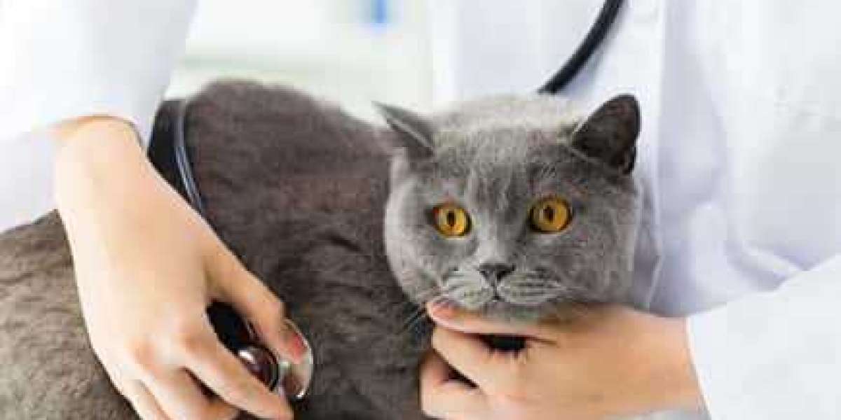 The Essential Guide to Cat Vet Care in Winnipeg