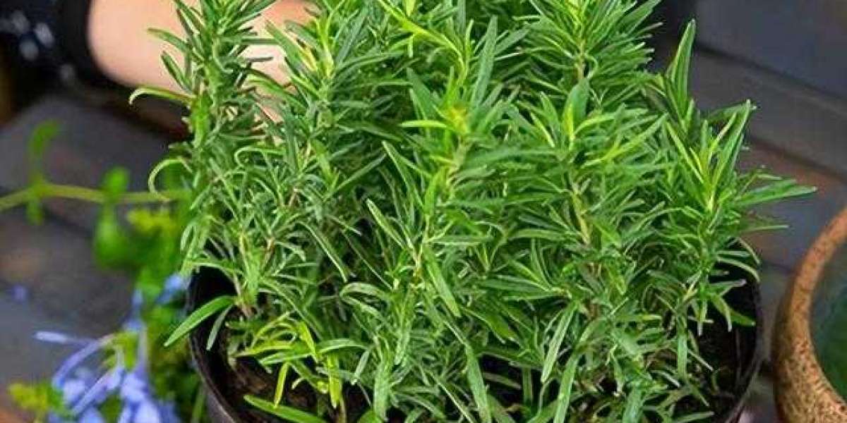 Growing Rosemary in Texas: A Comprehensive Guide