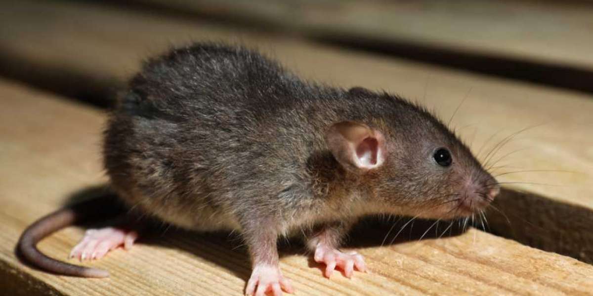 Keeping Toronto Homes Rodent-Free: Effective Mice and Rodent Control Strategies