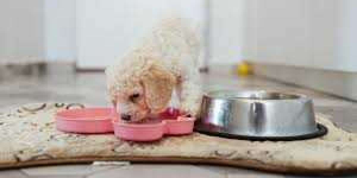 How To Choose The Best Dog Food For Puppies?