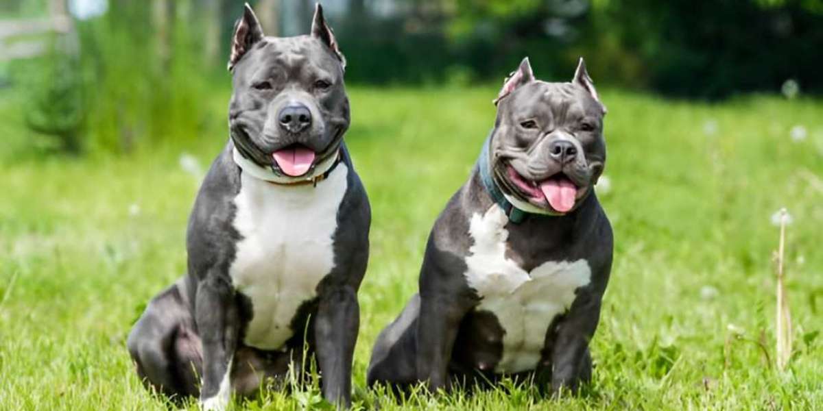 Unleash Love Pitbulls for Sale  Available Today