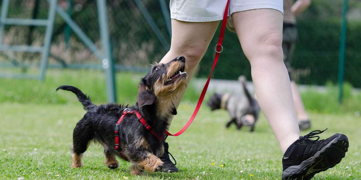 How Professional Dog Training Classes Skilled Up Your Furry Friend