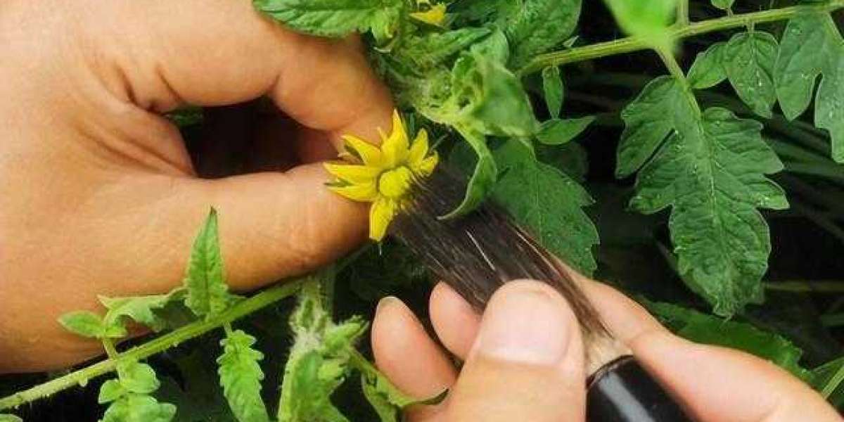 How to Tell If Tomato Flower Is Pollinated?