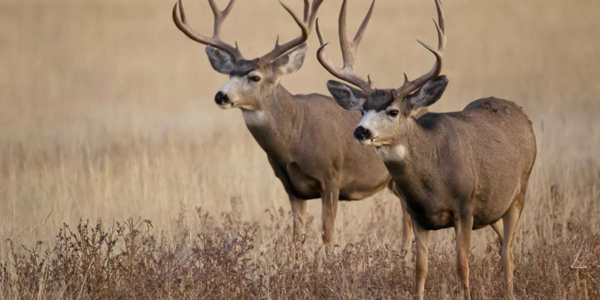 Genesis Rifle Hunting in Illinois: A Hunter's Paradise