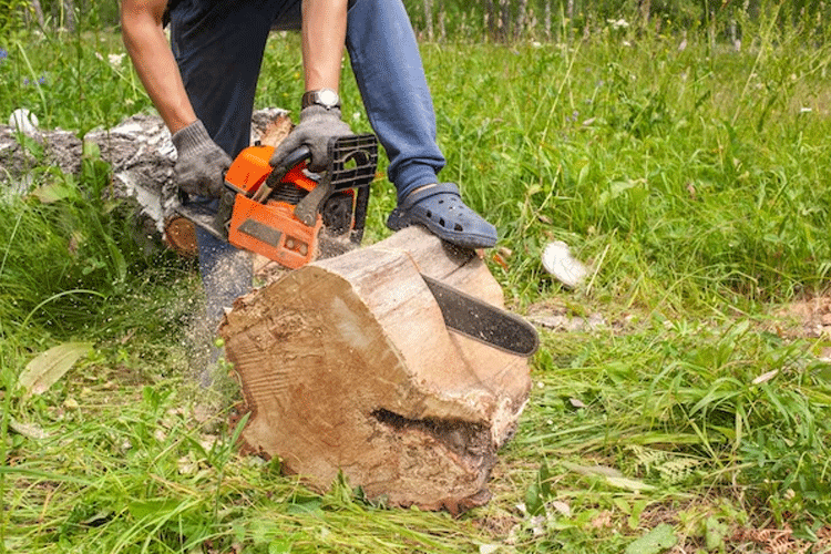 Tree Mulching Services Sydney: A Guide for Hiring with Confidence | TechPlanet