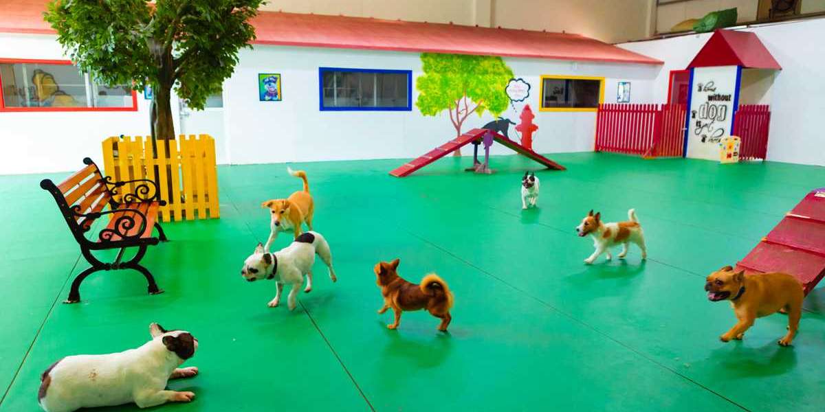 Affordable Dog Boarding Options in Dubai: A Home Away From Home